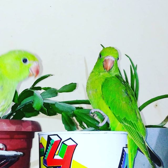 eeenverkilinccc в LOOKY. #papağan,#pakistanpapagani,#pakistanpapağanı,#parrolet,#elbesleme,#elbeslemepapağan,#forpus,#forpusankara,#forpusbird,#forpusüretim,#forpuspapağanı,#forpusparrot,#forpustürkiye,#forpussahiplendirme,#ankara,#pursaklar,#çubuk,#akyurt. İki kardeş terör est...