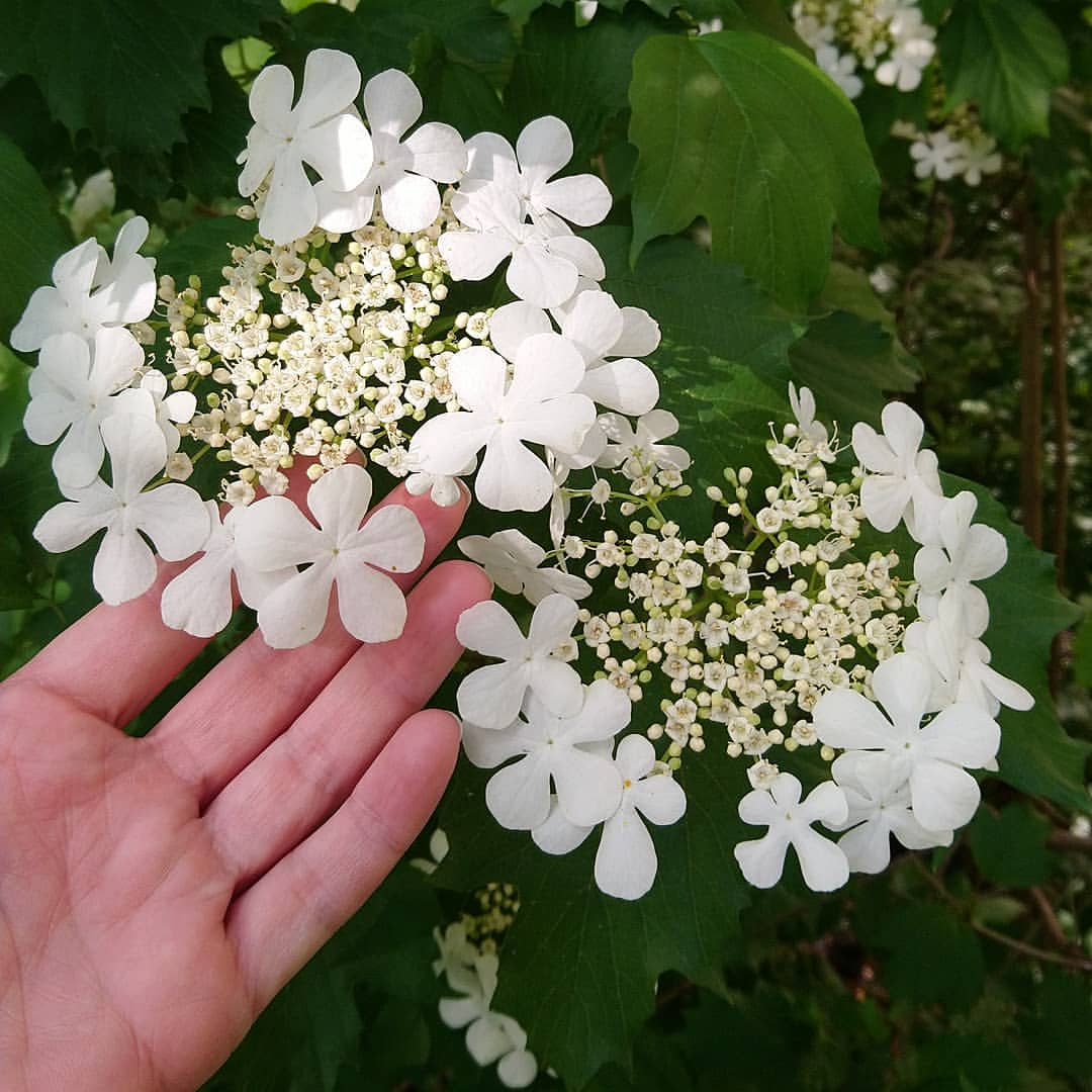 marina.plavinskaya.nistor в LOOKY — Непременно балуйте детей! Жизнь - тяжёлая штука. И у вашего 