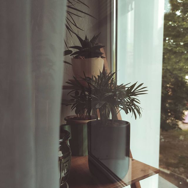 p_.jull в LOOKY. #floweronwindow,#hobby,#greenlife,#palmas,#garden,#саднаокне,#цветы,#хобби,#зеленоеокно,#пальмы,#хамедорея🌿. 🐨
⠀

#floweronwindo...