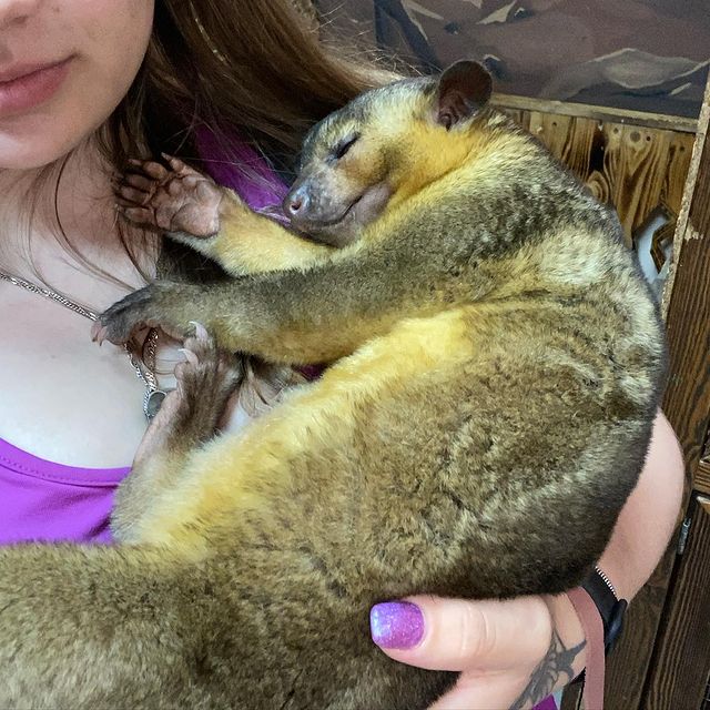 valyushka_shiryaeva в LOOKY. #zoo🐱🐨🐮🐣🐻. #zoo🐱🐨🐮🐣🐻
