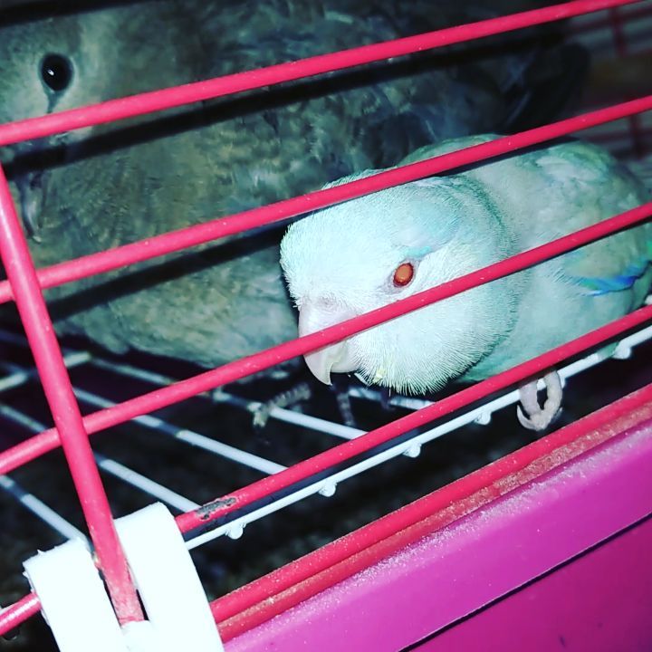 eeenverkilinccc в LOOKY. #forpus,#forpusankara,#forpusbird,#forpusüretim,#forpuspapağanı,#forpusparrot,#forpustürkiye,#forpussahiplendirme,#papağan,#pakistanpapagani,#parrolet,#kanatlıüretimi,#kumrukuşu,#kumru,#ankara,#akyurt,#keçiören,#çubuk,#pursaklar. Misafirperverlik bu ...