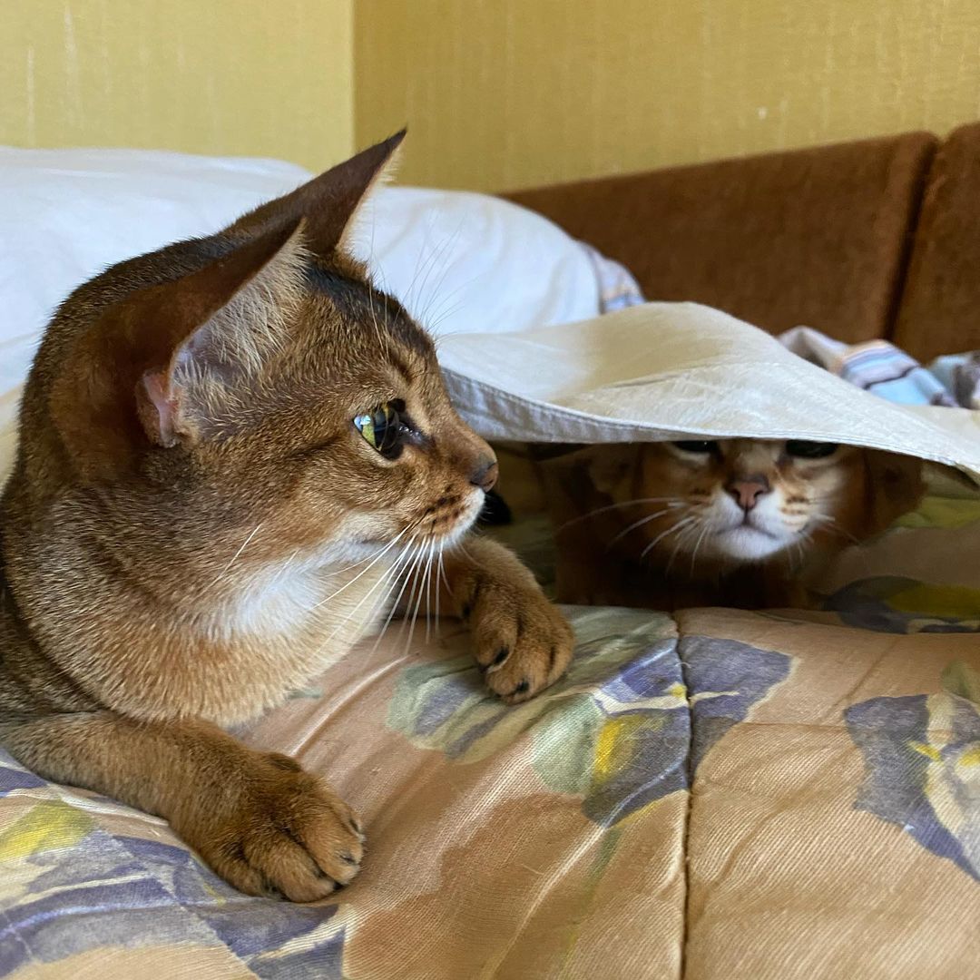 abyssinian_cats_abyterra в LOOKY — фото 4