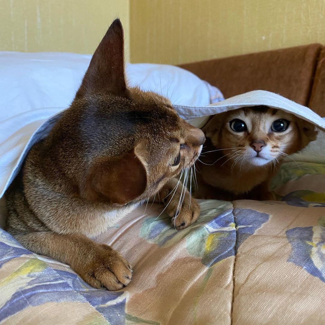 abyssinian_cats_abyterra в LOOKY — фото 3