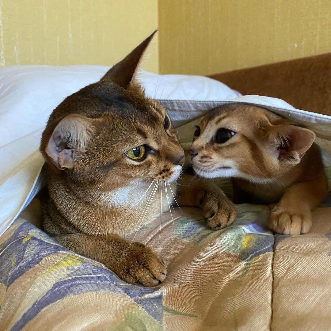 abyssinian_cats_abyterra в LOOKY — фото 1