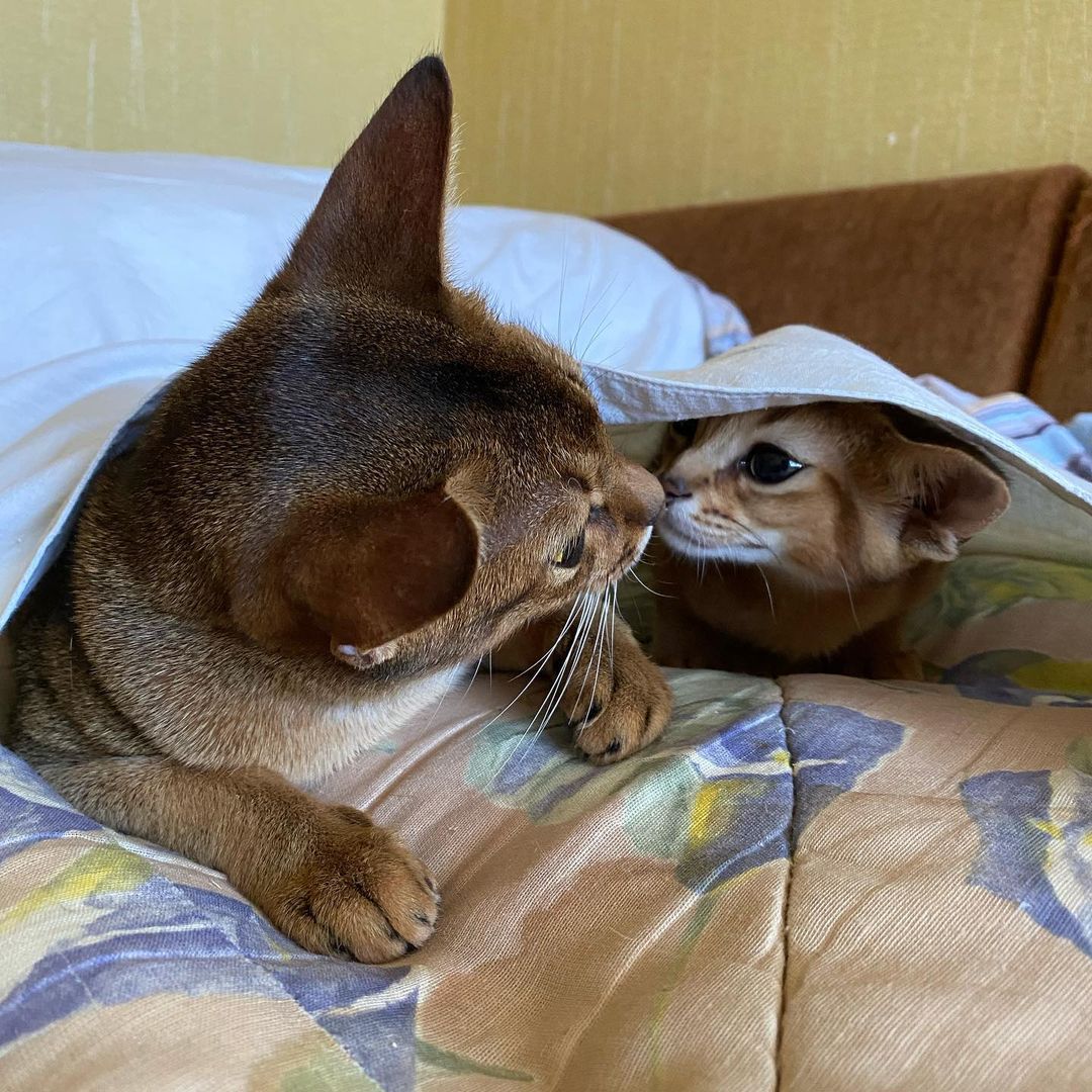 abyssinian_cats_abyterra в LOOKY — фото 2