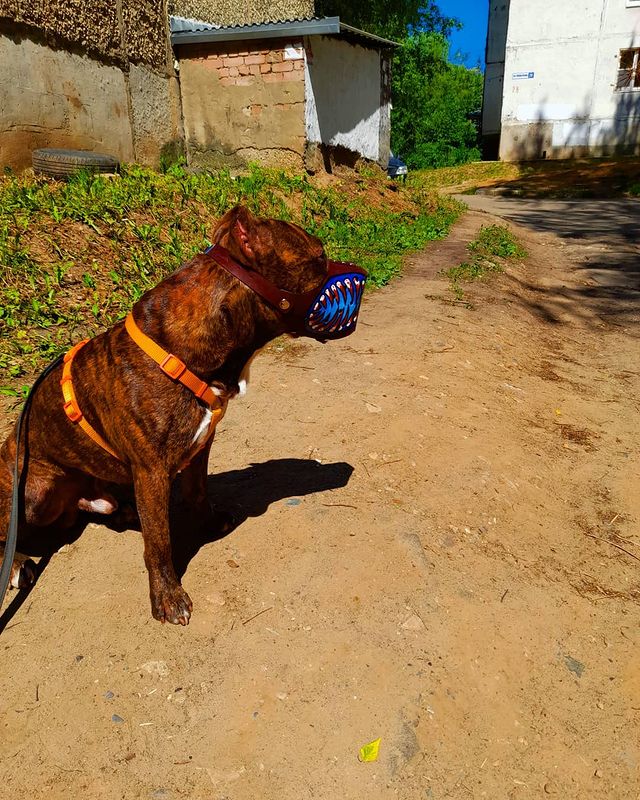 amstaff.beyli в LOOKY. #Стафф,#бэйли,#собакаубийца,#другчеловека. #Стафф #бэйли #собак...