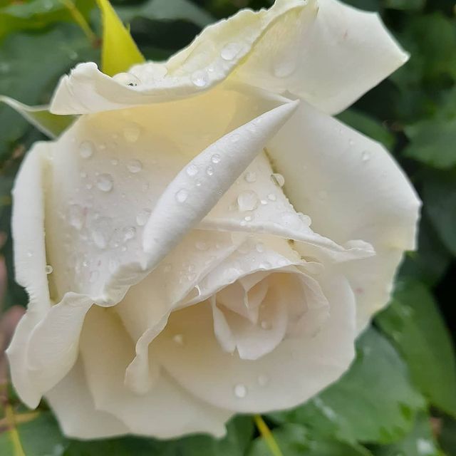 blokhina_mary в LOOKY. . Две привычки, которы...