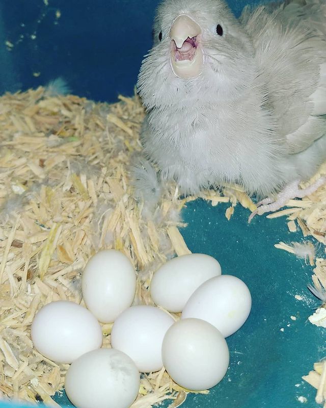 eeenverkilinccc в LOOKY. #forpus,#forpusankara,#forpusbird,#forpusüretim,#forpuspapağanı,#forpusparrot,#forpustürkiye,#forpussahiplendirme,#forpuspapagani,#forpusinlove,#forpuspapağani,#forpusparrotlet,#forpusturkiye,#forpusturkey,#forpusofinstagram,#parrolet,#papağan,#elbesleme,#elbeslemepapağan,#ankara,#keçiören,#çubuk,#pursaklar,#akyurt. Çıkar mısın yuvamdan...