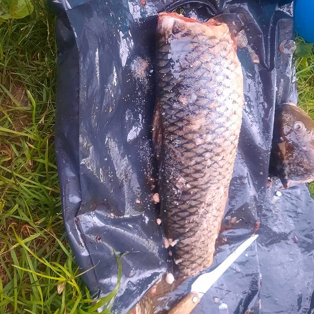 olynay в LOOKY. . Вкусная рыбка 🐟😋