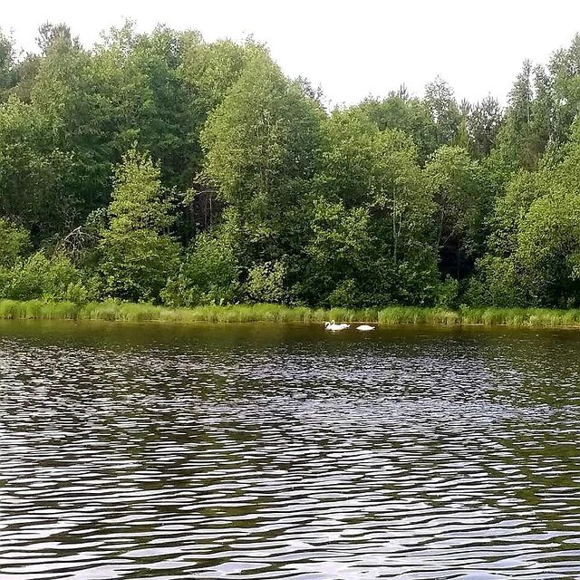 ieugene.mat в LOOKY. #hiking🌲,#birds,#swan,#happytime,#nature,#природа,#animals,#животные,#summertime,#instabirds,#travel,#путешествия,#wildlife,#birdsofinstagram,#nofilter,#menslook,#forest,#forestspirit,#humor. 🏞No species in the ...