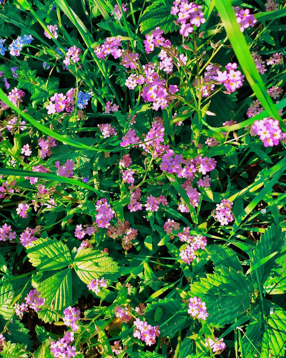 li_m_elina в LOOKY — фото 2