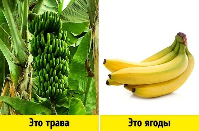 interesnye170 в LOOKY. #моймир,#книги,#читайгород,#любовь,#путешествия,#мояпланета,#лайктайм,#лайк,#лайкивзаимно,#лайкдей❤️,#interesnye170,#adgieva_84,#likeforlikes,#likeme,#liketime,#inte. Интересное о бананах...