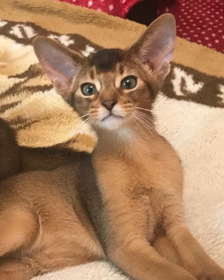 abyssinian_wildaby в LOOKY — фото 3