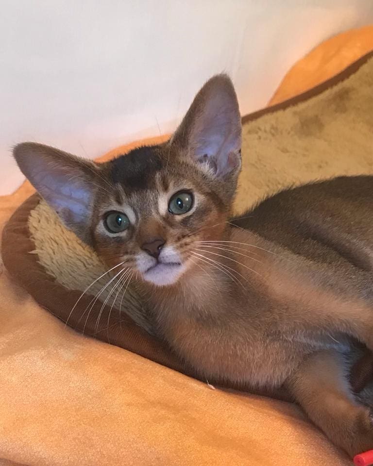 abyssinian_wildaby в LOOKY — фото 2
