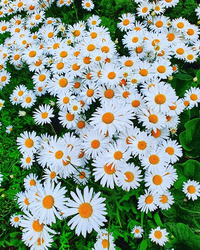 142.ll в LOOKY. #ромашки,#красота,#природа,#июнь,#цветы,#зелень,#теплыеденечки,#ромашка,#жизньпрекрасна,#happylife,#siberia,#l4l,#followme,#folowers,#like,#foto,#likeforlike,#like4like,#hdr. 🌼 #ромашки #красота...