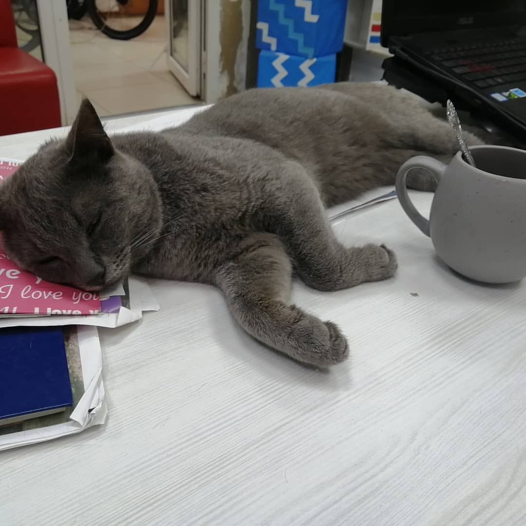 pilaeva_anna в LOOKY — Понедельник. 
Офис полупустой. Котик придательски сладко урч