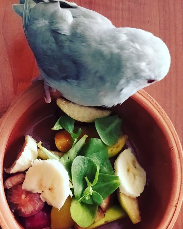 eeenverkilinccc в LOOKY. #forpusturkiye,#forpuspapağani,#forpus,#forpusankara,#forpusbird,#forpusinlove,#forpusüretim,#forpuspapağanı,#forpusparrot,#forpussahiplendirme,#forpusparrotlet,#forpuspapagani,#forpusofinstagram,#forpusturkey,#forpustürkiye,#papağan,#pakistanpapagani,#parrolet,#elbesleme,#elbeslemepapağan,#ankara,#akyurt,#pursaklar,#çubuk. Mevsim meyvelerini o...