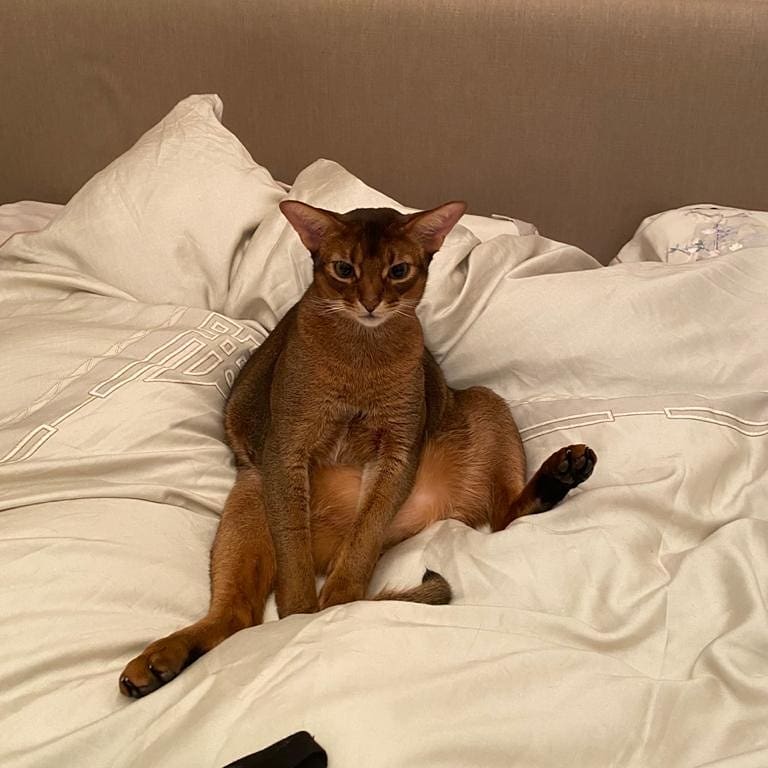 abyssinian_wildaby в LOOKY — фото 8
