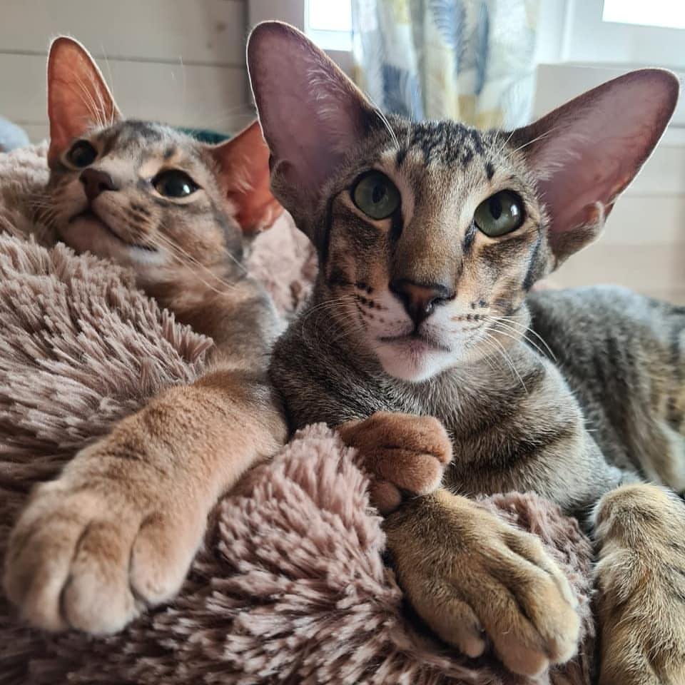 abyssinian_wildaby в LOOKY — фото 10