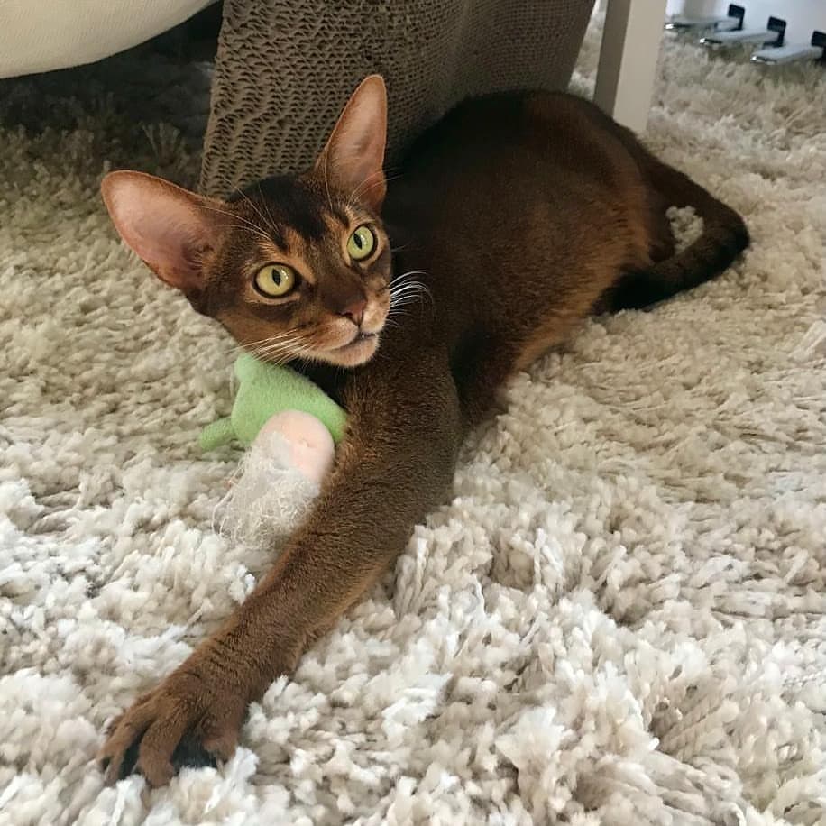 abyssinian_wildaby в LOOKY — фото 7