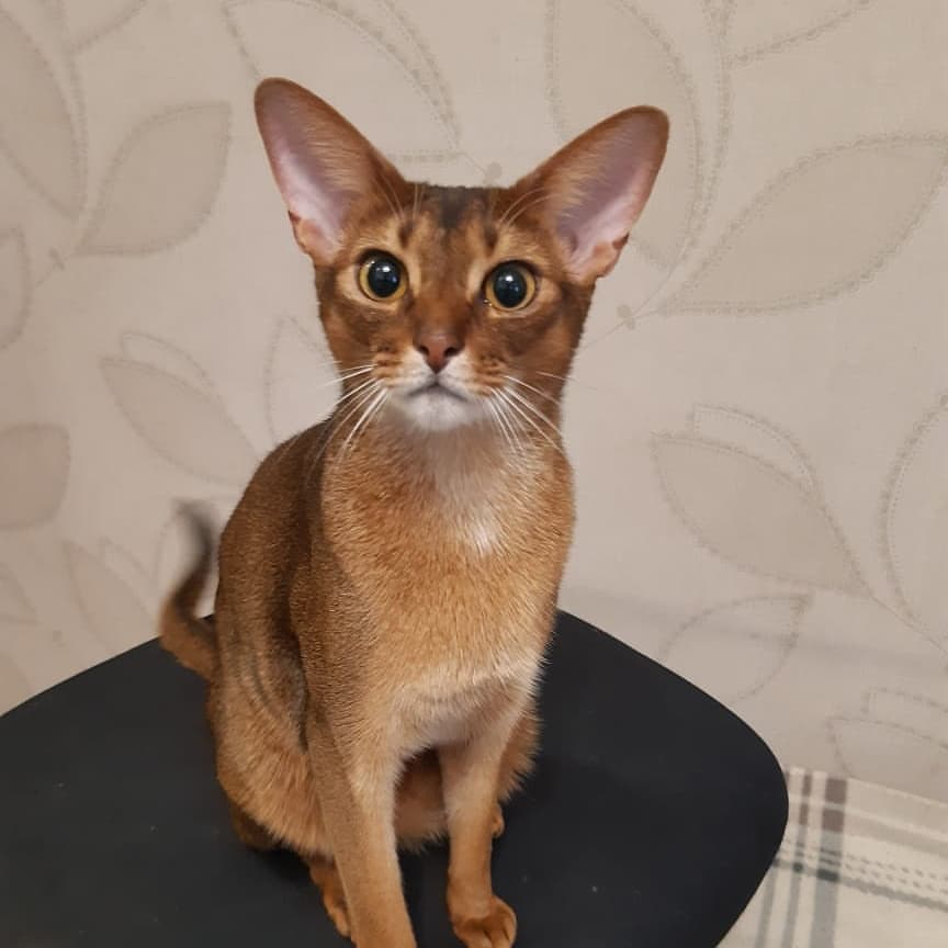 abyssinian_wildaby в LOOKY — фото 5