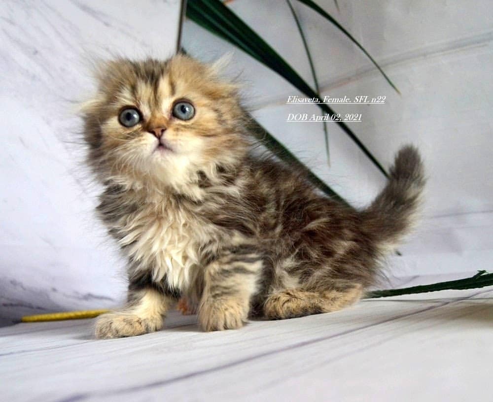 rustarfold в LOOKY — #scottishkitten #питомниккошек #свободныекотята #котятаизпит