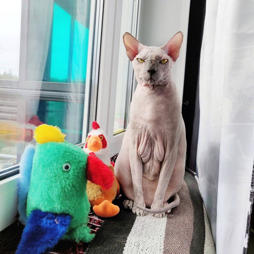 eva_sphynx_cat в LOOKY — фото 2
