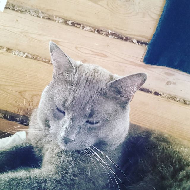 irina_vadimovna1992 в LOOKY. . Дачники😻😻😻