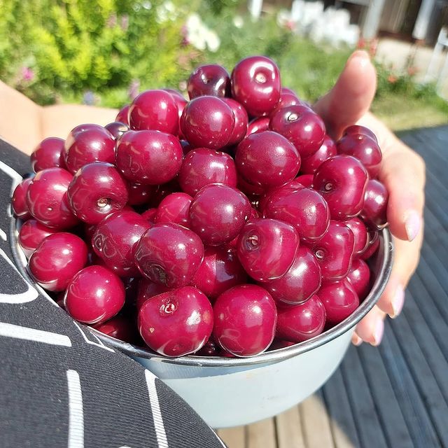 medvekoshka в LOOKY. #черешня,#паркдуба,#белгород,#дубовое,#отпуск2021,#летоэтомаленькаяжизнь,#моилюбимые. Белгород. Продолжени...