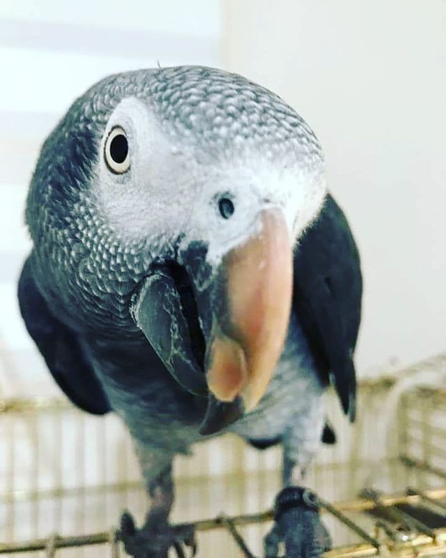 eeenverkilinccc в LOOKY. #forpusturkiye,#forpuspapağani,#forpus,#forpusankara,#forpusbird,#forpusinlove,#forpusüretim,#forpuspapağanı,#forpusparrot,#forpussahiplendirme,#forpusparrotlet,#forpusofinstagram,#forpuspapagani,#forpusturkey,#forpustürkiye,#timneh,#timnehafricangrey,#timnehgrey,#timnehafricangreyparrot,#timnehparrot,#timnehsofinstagram,#timnehjako,#timnehpapağanı,#ankara,#papağan,#pursaklar,#keçiören,#çubuk,#akyurt. Bazı güzellikler kel...