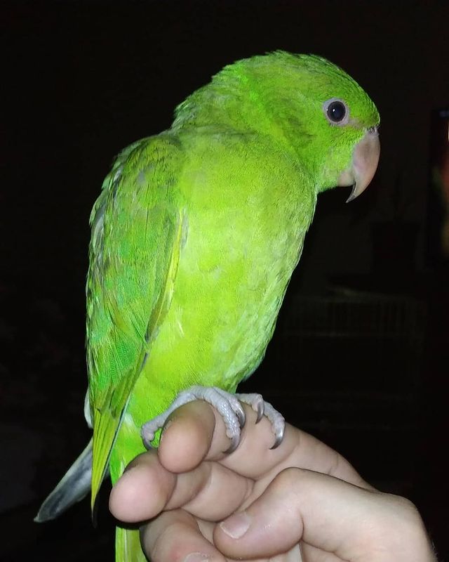 eeenverkilinccc в LOOKY. #forpusturkiye,#forpuspapağani,#forpus,#forpusankara,#forpusbird,#forpusinlove,#forpusüretim,#forpuspapağanı,#forpusparrot,#forpussahiplendirme,#forpusparrotlet,#forpuspapagani,#forpusofinstagram,#forpusturkey,#forpustürkiye,#pakistanpapagani,#pursaklar,#pakistanpapağanı,#parrolet,#papağan,#elbesleme,#elbeslemepapağan,#timnehgrey,#timneh,#timnehafricangrey,#timnehpapağanı,#timnehsofinstagram,#timnehparrot,#timnehafricangreyparrot,#timnehjako. 🦅 yavaş yavaş büyüy...