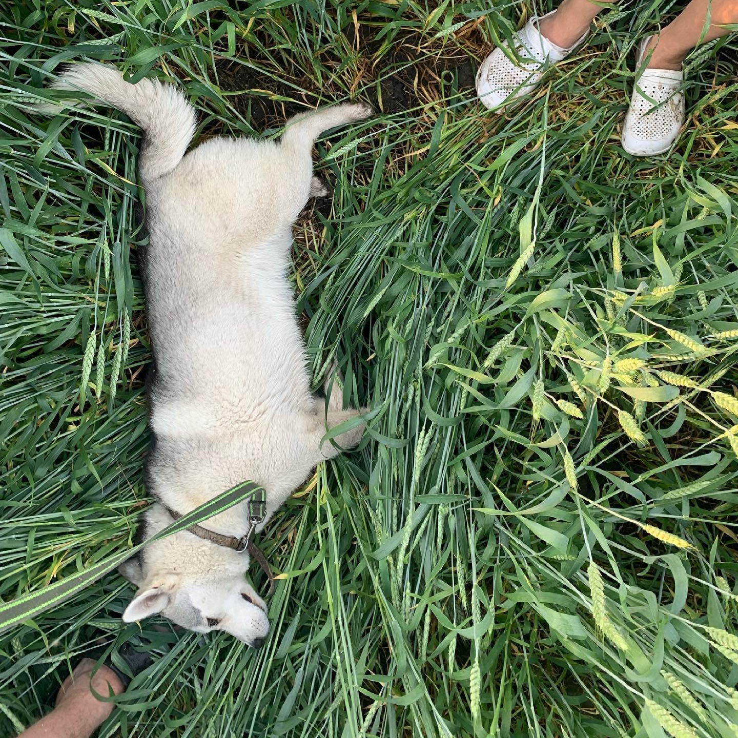 s_demenkov_ в LOOKY. . 🌾устала...😮‍💨