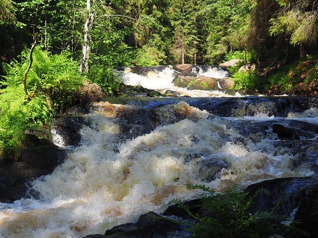 the.tail.wind в LOOKY. #nature#naturelife#naturelifestyle#naturephotography#wild#wildlifestyle#wildlifephotography#callofthewild#forest#river#приорода#дикаяжизнь#зовприроды#фотографииприроды#лес#река. #nature#naturelife#n...