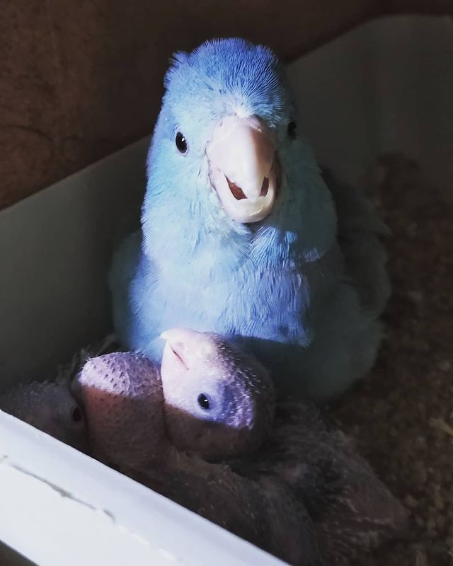 eeenverkilinccc в LOOKY. #forpusturkiye,#forpuspapağani,#forpus,#forpusankara,#forpusbird,#forpusinlove,#forpusüretim,#forpuspapağanı,#forpusparrot,#forpussahiplendirme,#forpusparrotlet,#forpuspapagani,#forpusofinstagram,#forpusturkey,#forpustürkiye,#papağan,#parrolet,#elbesleme,#elbeslemepapağan,#ankara,#pursaklar,#kanatlıüretimi,#keçiören,#çubuk,#akyurt. Ağız tadıyla çocuk b...