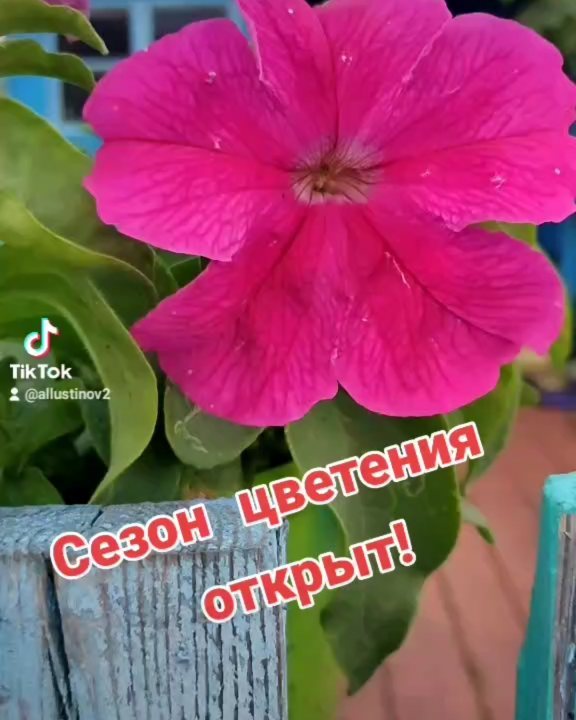 allustinov в LOOKY. . Сезон цветения откры...