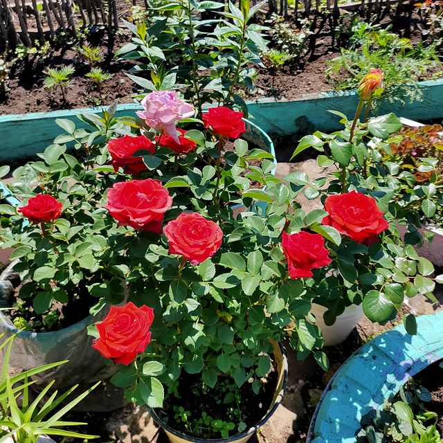 allustinov в LOOKY. . 🥀🌹АААА!!! МЕНЯ ПЕР...