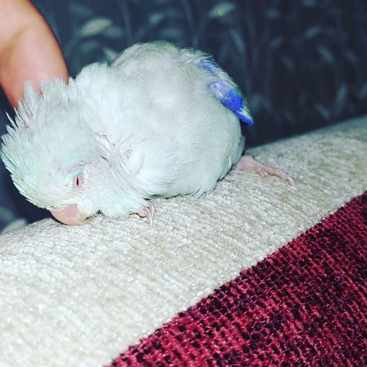 eeenverkilinccc в LOOKY. #forpusturkiye,#forpuspapağani,#forpus,#forpusankara,#forpusbird,#forpusinlove,#forpusüretim,#forpuspapağanı,#forpusparrot,#forpussahiplendirme,#forpusparrotlet,#forpuspapagani,#forpusofinstagram,#forpusturkey,#forpustürkiye,#parrolet,#papağan,#elbesleme,#elbeslemepapağan,#ankara,#çubuk,#pursaklar,#keçiören,#akyurt. Biraz şımarıklıktan ...