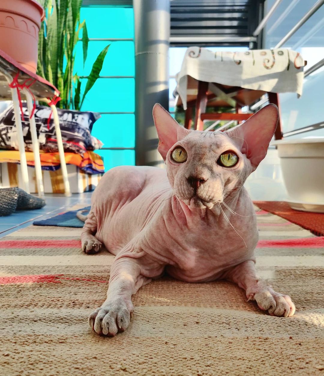 eva_sphynx_cat в LOOKY — фото 2