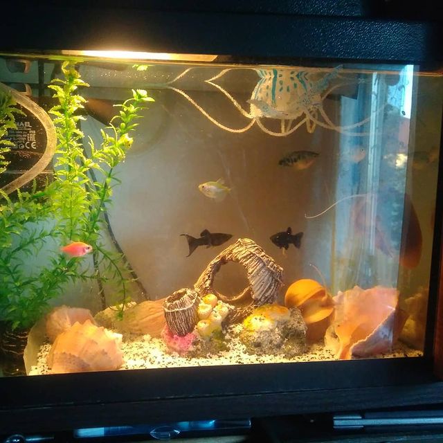 ieugene.mat в LOOKY. #ampularia,#ампулярия,#alien,#fish,#рыба,#happytime,#animals,#животные,#aquarium,#аквариум,#fishtank,#аквариумистика,#instafish,#athome,#monsters,#nofilter,#storyofmylife. A small world of ali...