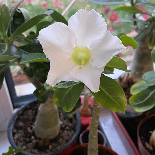 dikiy_kaktus в LOOKY. #adenium,#adeniumboom. Цветёт впервые 😊. В...