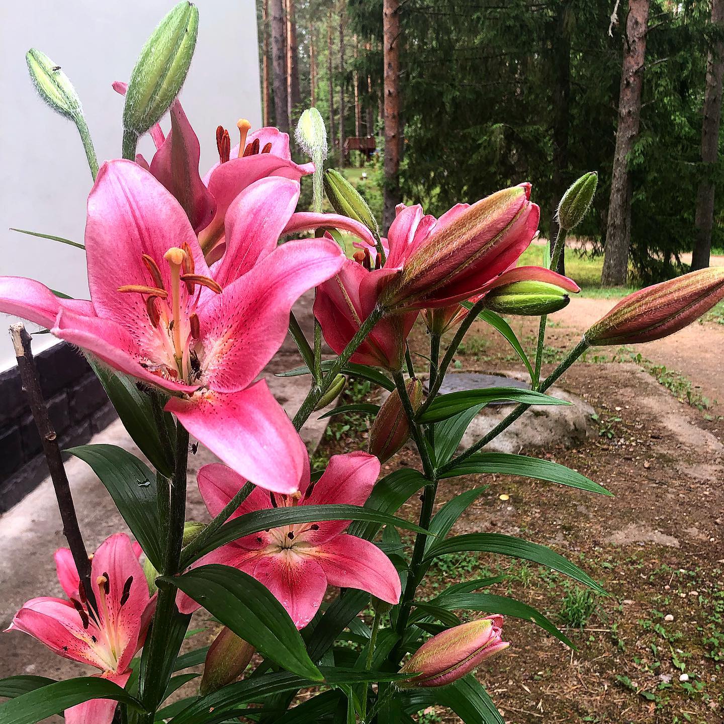 evgenia.rosl in LOOKY. #flowers,#flower,#nature,#naturephotography,#instaflower,#instanature,#цветы,#лилия,#цветок,#природа,#лес. #flowers #flower #na...