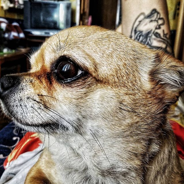 go_surprise_me in LOOKY. #chiwawa. Масяня
#чихуахуа #ch...