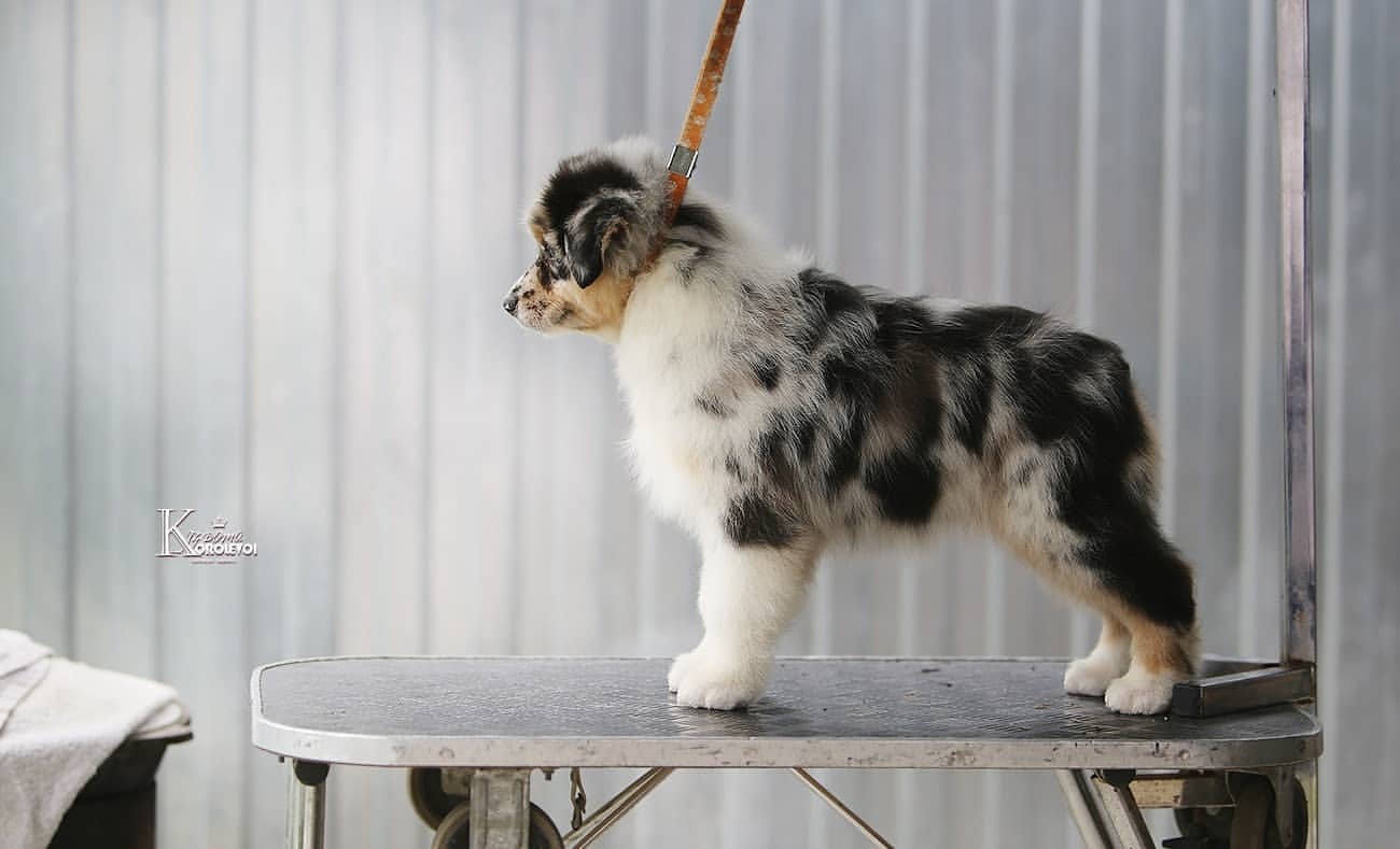 iz_doma_korolevoi_kennel в LOOKY — фото 2