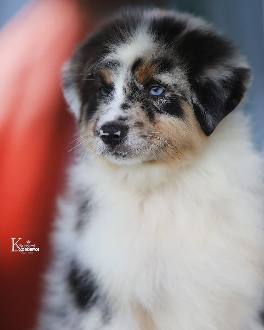 iz_doma_korolevoi_kennel в LOOKY — фото 2