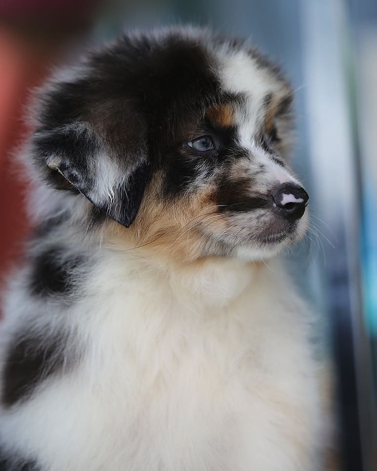 iz_doma_korolevoi_kennel в LOOKY — фото 4