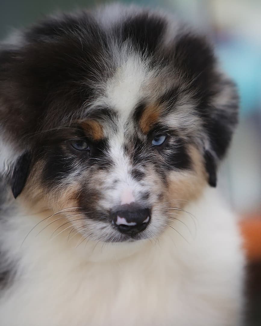 iz_doma_korolevoi_kennel в LOOKY — фото 5