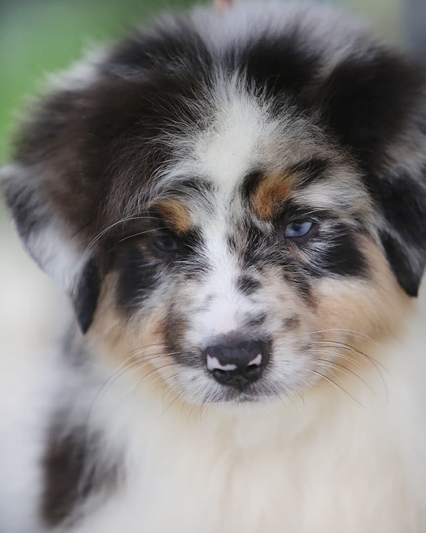 iz_doma_korolevoi_kennel в LOOKY — фото 3