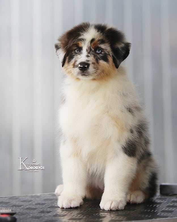 iz_doma_korolevoi_kennel в LOOKY — фото 6