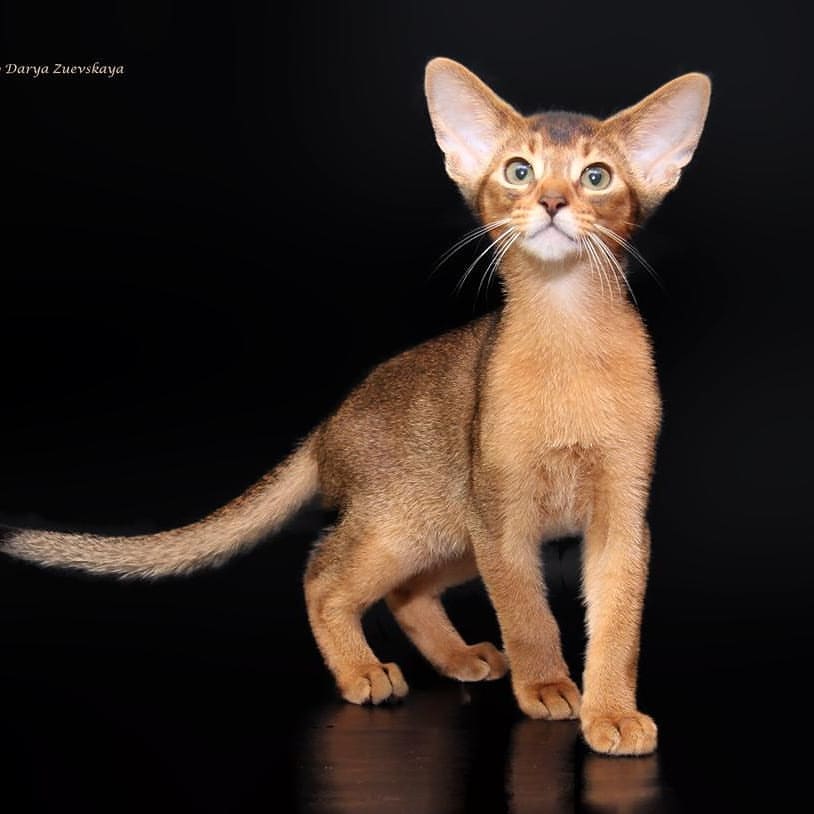 abyssinian_wildaby в LOOKY — фото 2