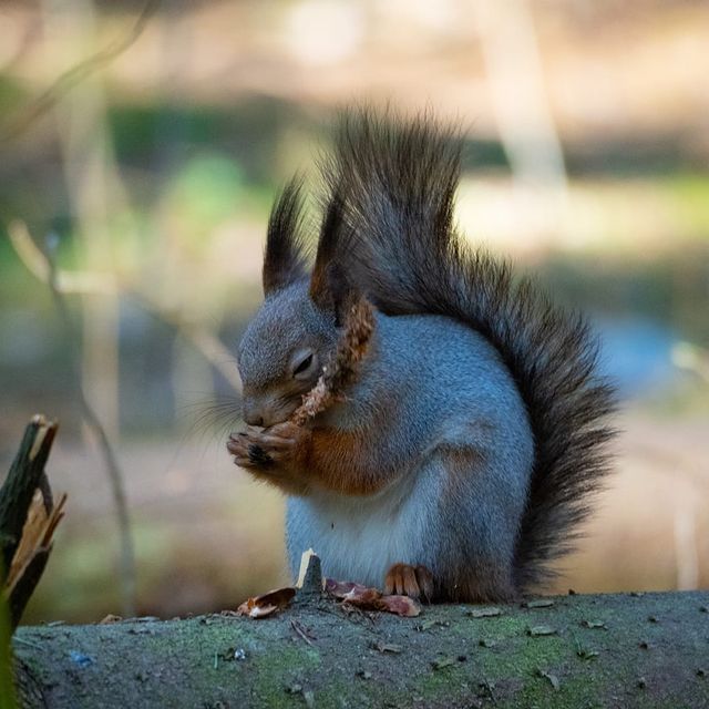 the.tail.wind в LOOKY. #nature#naturelife#wold#wildlifestyle#naturephotography#wildlifephotography#callofthewild#forest#sqirrel#природа#дикаяжизнь#фотографииприроды#зовприроды#лес#белка. #nature#naturelife#w...